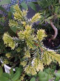 Attēlu rezultāti vaicājumam “Taxus baccata leaf”
