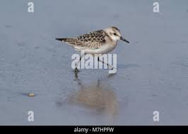 Attēlu rezultāti vaicājumam “Calidris alba adult”