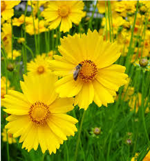 Image result for Coreopsis