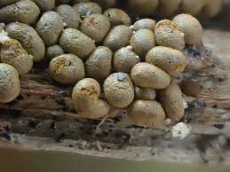 Attēlu rezultāti vaicājumam “Badhamia lilacina spores”