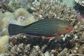 Image result for Scarus niger