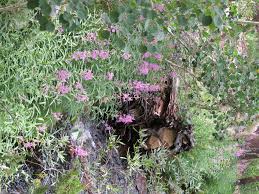 Attēlu rezultāti vaicājumam “Epilobium angustifolium bud”