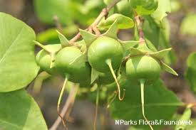 Attēlu rezultāti vaicājumam “Rhynchospora alba fruit”