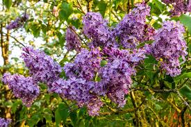 Attēlu rezultāti vaicājumam “Syringa vulgaris flower”