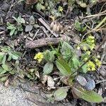 Attēlu rezultāti vaicājumam “Draba nemorosa fruit”