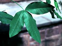 Attēlu rezultāti vaicājumam “Laburnum alpinum leaf”