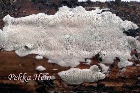 Attēlu rezultāti vaicājumam “Antrodiella faginea”