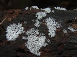 Attēlu rezultāti vaicājumam “Ceratiomyxaceae”