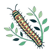 Attēlu rezultāti vaicājumam “Hypomecis roboraria”