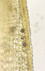 Attēlu rezultāti vaicājumam “Tortula lingulata”