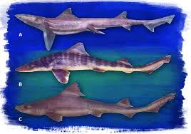 Image result for Mustelus canis