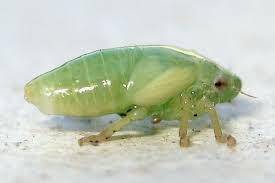 Attēlu rezultāti vaicājumam “Philaenus spumarius”