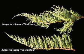 Attēlu rezultāti vaicājumam “Juniperus sabina”