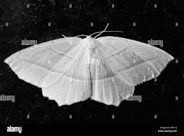 Attēlu rezultāti vaicājumam “Cabera pusaria”