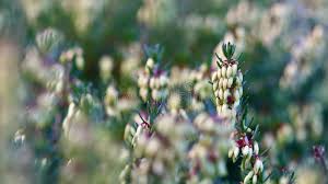 Attēlu rezultāti vaicājumam “Calluna vulgaris bud”