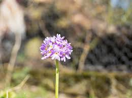 Attēlu rezultāti vaicājumam “Primula farinosa leaf”