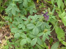 Attēlu rezultāti vaicājumam “Medicago sativa subsp. sativa”