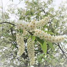 Attēlu rezultāti vaicājumam “Prunus (bird-cherry tree)”