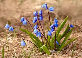 Attēlu rezultāti vaicājumam “Scilla siberica flower”