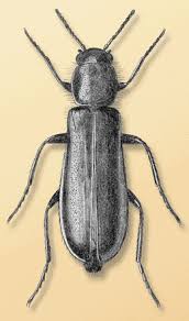 Attēlu rezultāti vaicājumam “Dasytidae”