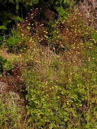 Attēlu rezultāti vaicājumam “Mycelis muralis leaf”
