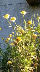 Attēlu rezultāti vaicājumam “Anthemis tinctoria leaf”
