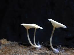 Attēlu rezultāti vaicājumam “Reticularia jurana young”