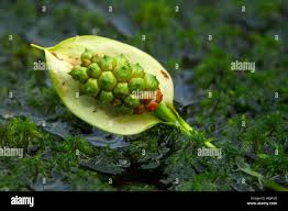 Attēlu rezultāti vaicājumam “Calla palustris fruit”