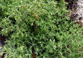 Attēlu rezultāti vaicājumam “Galium trifidum”