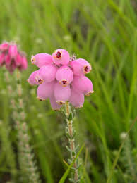 Attēlu rezultāti vaicājumam “Erica tetralix”