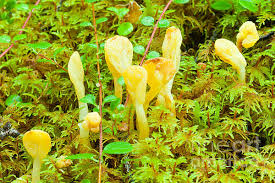 Attēlu rezultāti vaicājumam “Spathularia flavida”