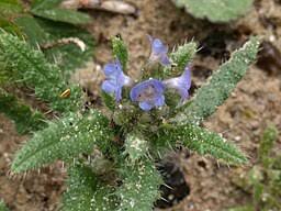 Attēlu rezultāti vaicājumam “Anchusa arvensis”