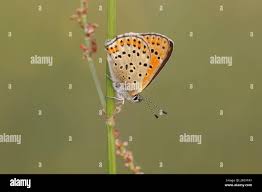 Attēlu rezultāti vaicājumam “Lycaena tityrus female”