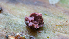 Attēlu rezultāti vaicājumam “Lycogala roseosporum”