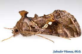 Attēlu rezultāti vaicājumam “Noctuidae”