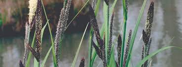 Attēlu rezultāti vaicājumam “Carex acutiformis leaf”