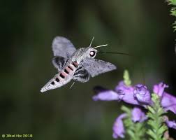 Attēlu rezultāti vaicājumam “Agrius convolvuli”