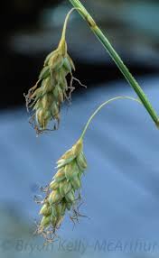 Attēlu rezultāti vaicājumam “Carex limosa fruit”