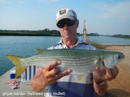 Image result for Mugil cephalus