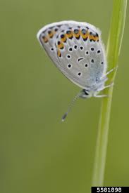 Attēlu rezultāti vaicājumam “Plebejus argyrognomon”