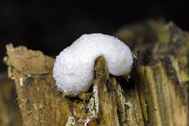 Attēlu rezultāti vaicājumam “Reticularia lycoperdon”