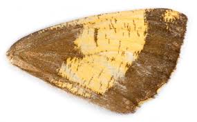 Attēlu rezultāti vaicājumam “Angerona prunaria”