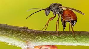 Attēlu rezultāti vaicājumam “Diplolepis bicolor”