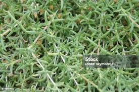 Attēlu rezultāti vaicājumam “Sedum pallidum leaf”