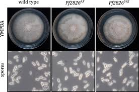 Attēlu rezultāti vaicājumam “Didymium aggregatum macro”