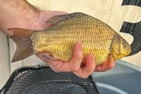 Image result for Bathampton Angling Association