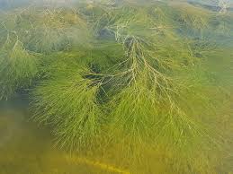 Attēlu rezultāti vaicājumam “Stuckenia filiformis bud”