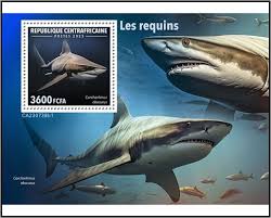 Image result for Carcharhinus obscurus