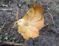 Attēlu rezultāti vaicājumam “Ennomos autumnaria male”