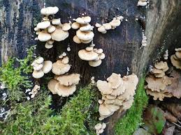 Attēlu rezultāti vaicājumam “Panellus stipticus”